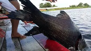 Fishing Video !!! 70KG Giant Siamese Carp Fishing Thailand-BKKGUY