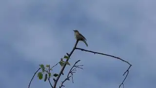 Chiffchaff singing in treetop