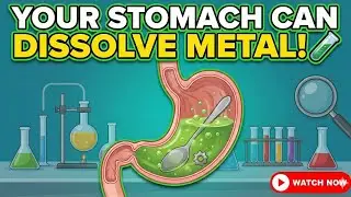 Your Stomach Can Dissolve Metal! 🧪