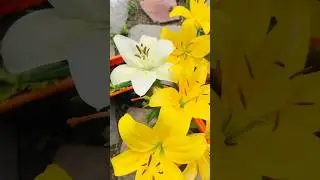 How beautiful they are 😍😍❤️#flowergarden #floweringplant #flowers #flower #flowergarden #plants