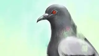 Pigeon Oil Painting Video - Procreate