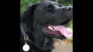 Selective Breeding of German sheffered Dogs & Issues with health.
