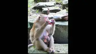 Aug-09-25 abandoned newborn , baby , monkey 022 #Lynx #babymonkey #monkey