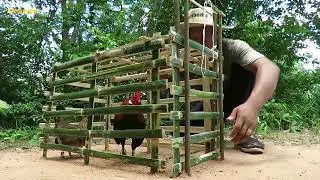 Build Creative Chicken Trap Using Bamboo Cage   Simple Chicken Trap That Work 100%