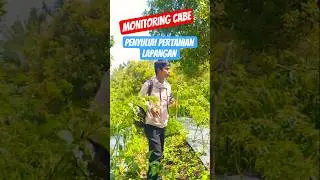 KUNJUNGAN LAPANGAN PPL MONITORING CABE #pertanian #caberawitsubur #petani #penyuluhanpertanian