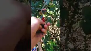 how to pruning #roseplant #gardeningprotips #ytshorts #funny #comedy #viral #flowers #roseplant