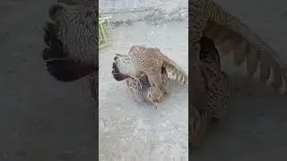 Grey Partridge Breeding | #shortsindia | #shorts