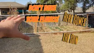 Sunlight Requirements for your Garden