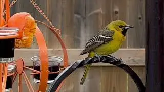 First Time Ever!! Juvenile Male Orchard Oriole visits our backyard - May 2, 2025