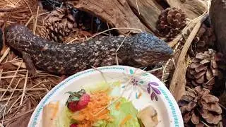 David Learns Stuff: Shingleback Skinks
