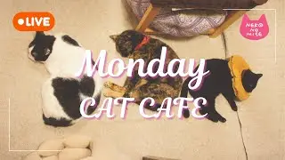 【作業用BGM】閉店後の猫たちは何してる？猫カフェの夜をのぞき見ライブ ☕Relaxing Music & Cats｜2026.1.19