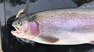 Catch Trout Now With These Key Presentations!
