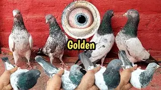 Shandar Golden Kabootar | Hashim Mahmood Pigeons 