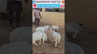 Shortest Nadipathy cows😍#shorts #viral #yt #miniature #reels #tiktok #cute #cow #trend #srikrishna