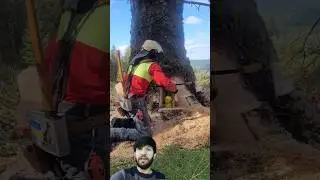 Специалист по вырубке деревьев использует домкрат для безопасного направления #короткиевидео #кор...