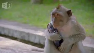 jamaican voice over of monkey stealing #monkey
