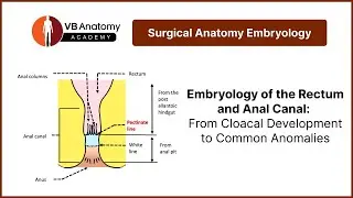Embryology of the Rectum and Anal Canal: From Cloacal Development to Common Anomalies