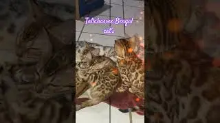 Bengal cats #bengalcattery #bengalcat #tallahasseefl #healthtested ##dnatested #registered