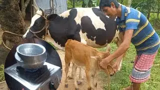How to Make Free Bio Gas From Cow Dung at Village Life in North East India  - Animal eBook 