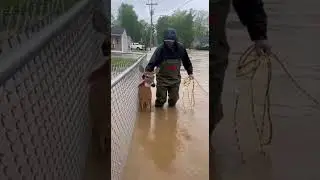 Lead Deer to Safety！Man Wades Through Deep Floodwaters #deer  #rescue