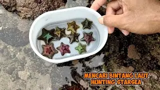 saat laut surut banyak bintang laut terdampar di batu