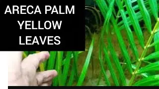 Areca Palm patte Yellow Leaves Brown spot problem | Areca Care 👍Growth,Soil, Fertilizer,Sun