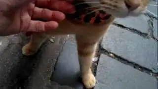 First encounter, Delphiris meets Bob the big Issue Cat
