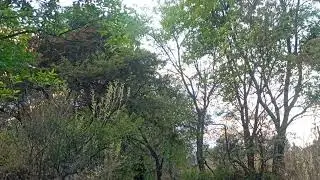 #el sonido de la naturaleza es un b&aacute;lsamo para el alma . feliz inicio de semana.🌍