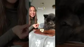 Akita dog is tasting new foods!