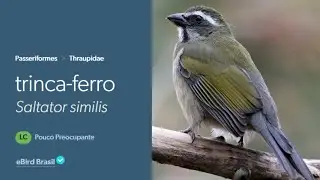 Canto do Trinca Ferro | Green-winged Saltator Sing | (Saltator Similis)