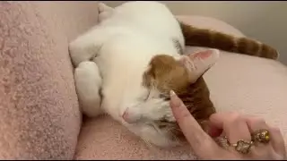 ASMR Meet My Cats | Lo-Fi Kitty Sounds