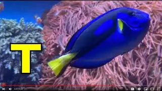 ALPHABET ANIMALS / PHONICS / ALPHABET SONG (Part 103) SEA & WATER ANIMALS / EDUCATIONAL CHILDREN