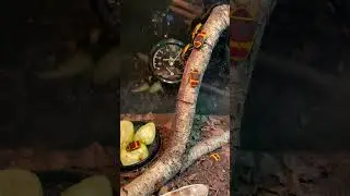 Африканские Бронзовки ползают в террариуме #shorts