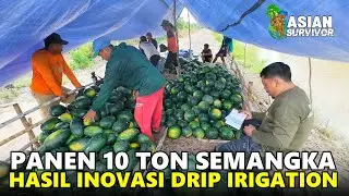 PANEN SEMANGKA HASIL INOVASI IRIGASI TETES DI LAHAN PERTANIAN TRANSMIGRASI KALIMANTAN UTARA