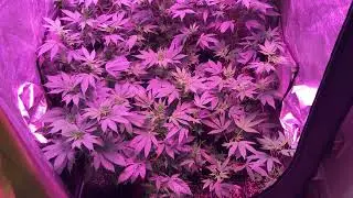 A Look Inside a Small-Scale Pheno Hunt