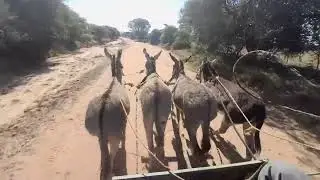 POV: Riding a donkey kart in Botswana gravel road.
