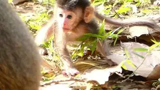 Jade Mother Leave Baby Free Walking Jayden Scared Walking | Baby Monkey Post