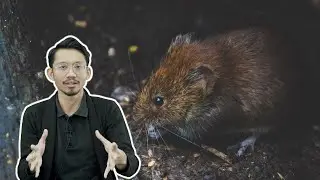 Tikus: Comel tapi Perosak