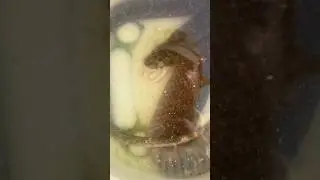 Dead snake in the water tank part 2 #offgrid #offgridliving #offgridlife #rusticlife