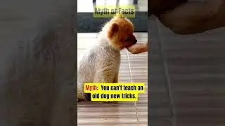 Myth Vs Facts of dogs? Testing Popular Myths with Hard Facts #dogsfacts