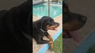 Golden Heart Channel is live!/DOGS ARE PLAYING #shortsfeed #rottweiler #dogs #live