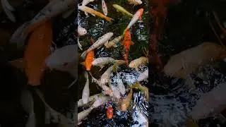 This Fish Can Walk on Land... The Insane Snakehead Fish Is More Dangerous Than You Think...
