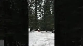 EPIC FAIL!!!! Tree falls on WHAT?