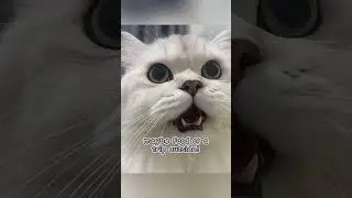 Unlock the Secrets of Cat Talk: Decoding Meows! 😻✨