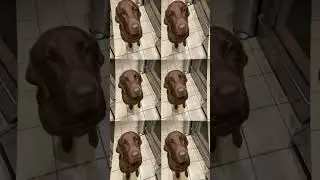 My friend dog