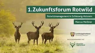 Zukunftsforum Rotwild | Teil 4: Rotwildmanagement in Schleswig-Holstein