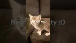 New baby kitty 🔥 #cat #cute