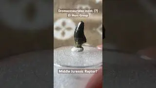 Dromaeosaurid [Raptor] Dinosaur Fossil Tooth