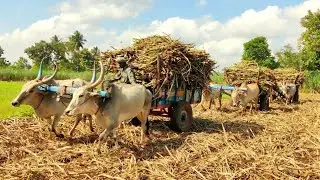 Bullock Cart Ride | Bullock Cart Heavy Loaded Sugarcane