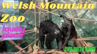 National Welsh Zoo HD